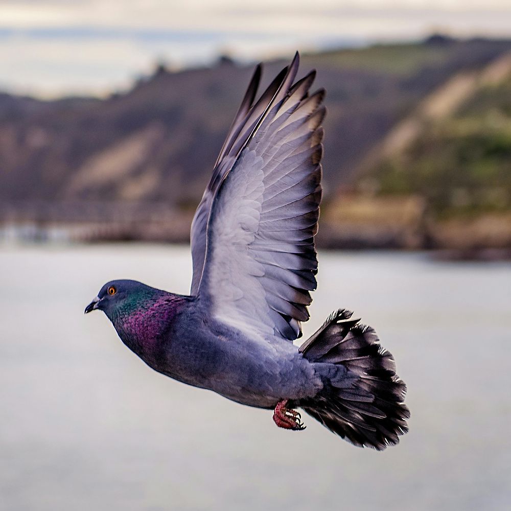 Cool bird I like.